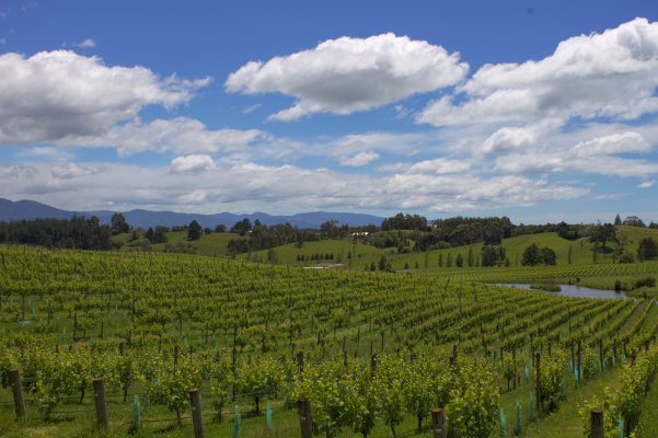 Angle shot of vineyards, 2020 Totara Sauvignon Blanc: White Wine From Marlborough New Zealand