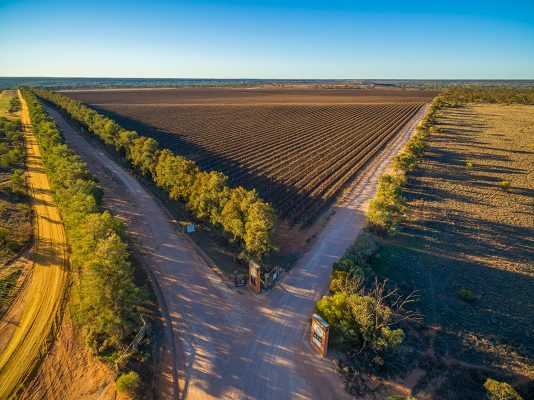 Aerial view of winter vineyard at sunset. Bleasdale Ianhorne, Mollydooker Miss Molly Sparkling, Majella Coonawarra Sparkling and Spinifex Lewis Shiraz Barrosa Murrary River Valley.