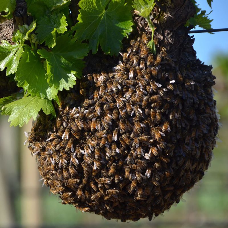 Kalleske winery beehive in the Barrosa Valley NSW