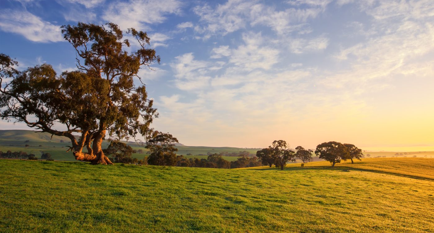 O leary walker polish hill riesling Organic Australia Winery